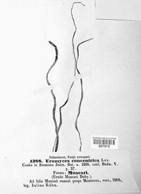Uromyces muscari image
